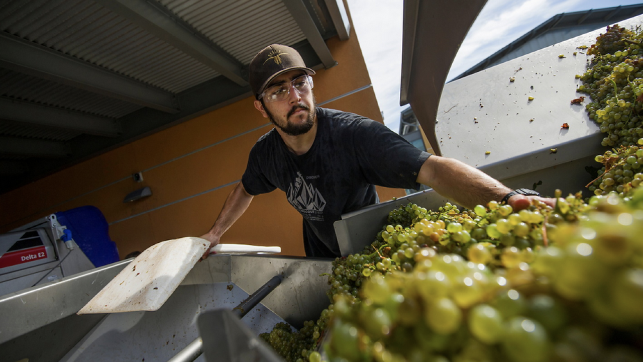 Do you have what it takes to study wine at UC Davis? Robert Mondavi